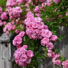 Peggy Martin Rose Cuttings - Climbing Pink Rose - Thornless, Disease Resistant, Fast Growing, Flood Tolerant, Rosa 'Peggy Martin'