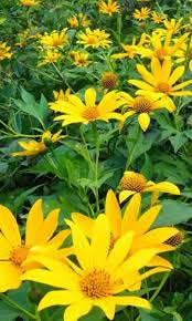 Live Rooted Tithonia Diversifolia Cuttings - Mexican Sunflower, Fast Growing, Pollinator Magnet, Chop & Drop Mulch, Zone 8 Plants