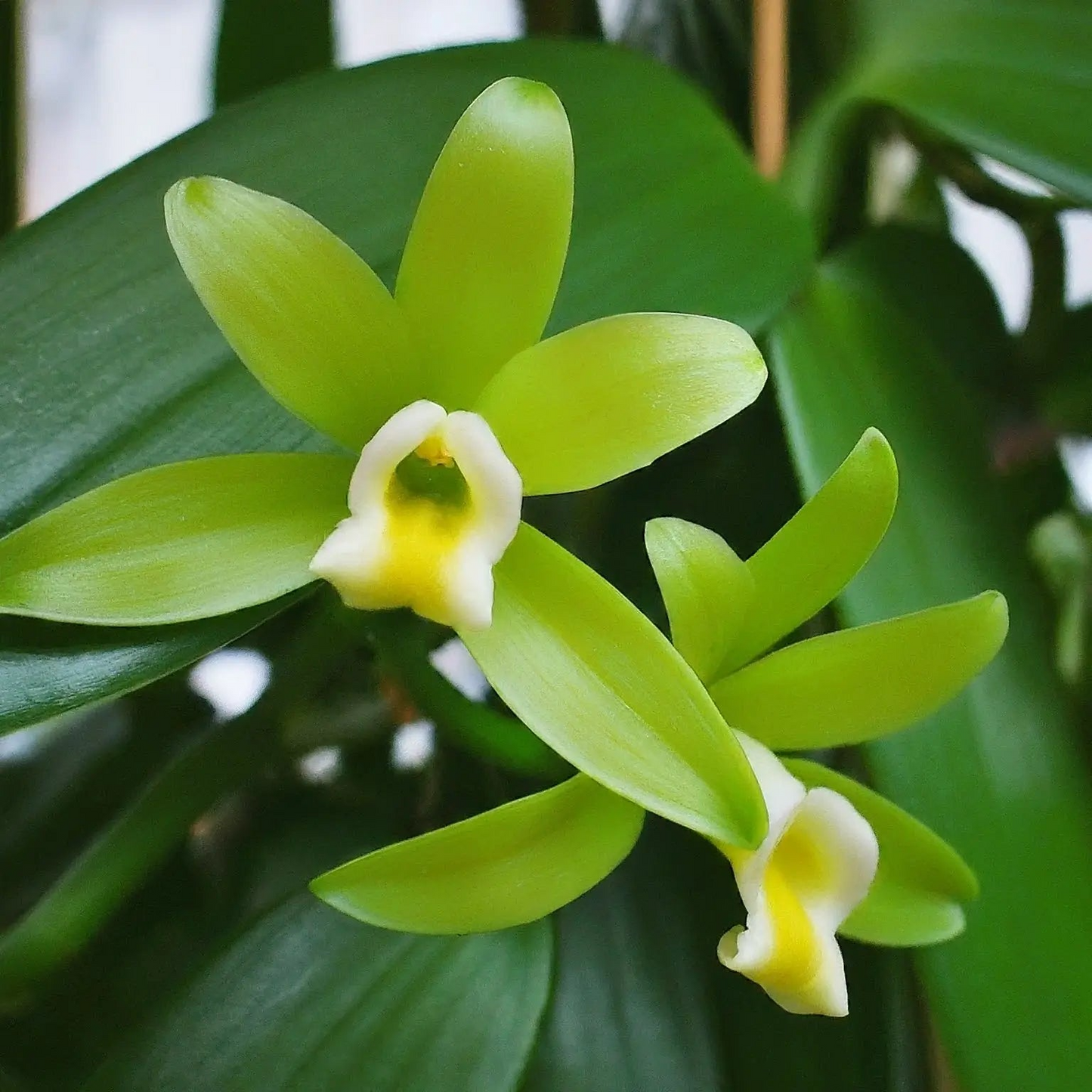 Vanilla Planifolia Cutting - 12" Fresh Orchid Vine for Vanilla Beans, Tropical Indoor Plant, Fast-Growing Epiphyte, Edible Orchid