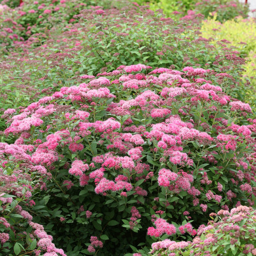500 Pink Spiraea Seeds S. tomentosa Hardy Flowering Shrub Pink Blooms for Gardens & Landscaping