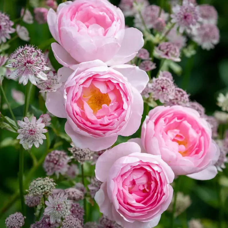 David Austin Rose Cuttings 3 Unrooted Stems Soft Pink Flowers Shrub Rose Propagation USDA Zones 5-9