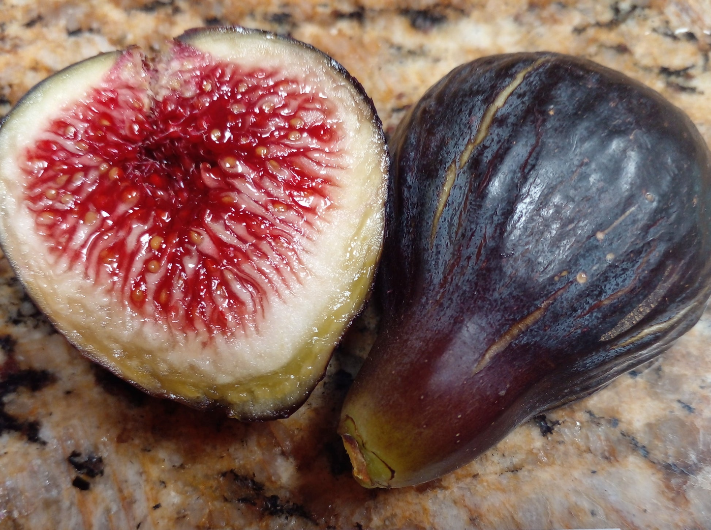 Black Madeira Fig Cuttings - Ficus carica, 8-10" Hardwood Stems, Self-Fertile, Dark Purple-Black Fruit, USDA Zones 7-10, Edible Garden