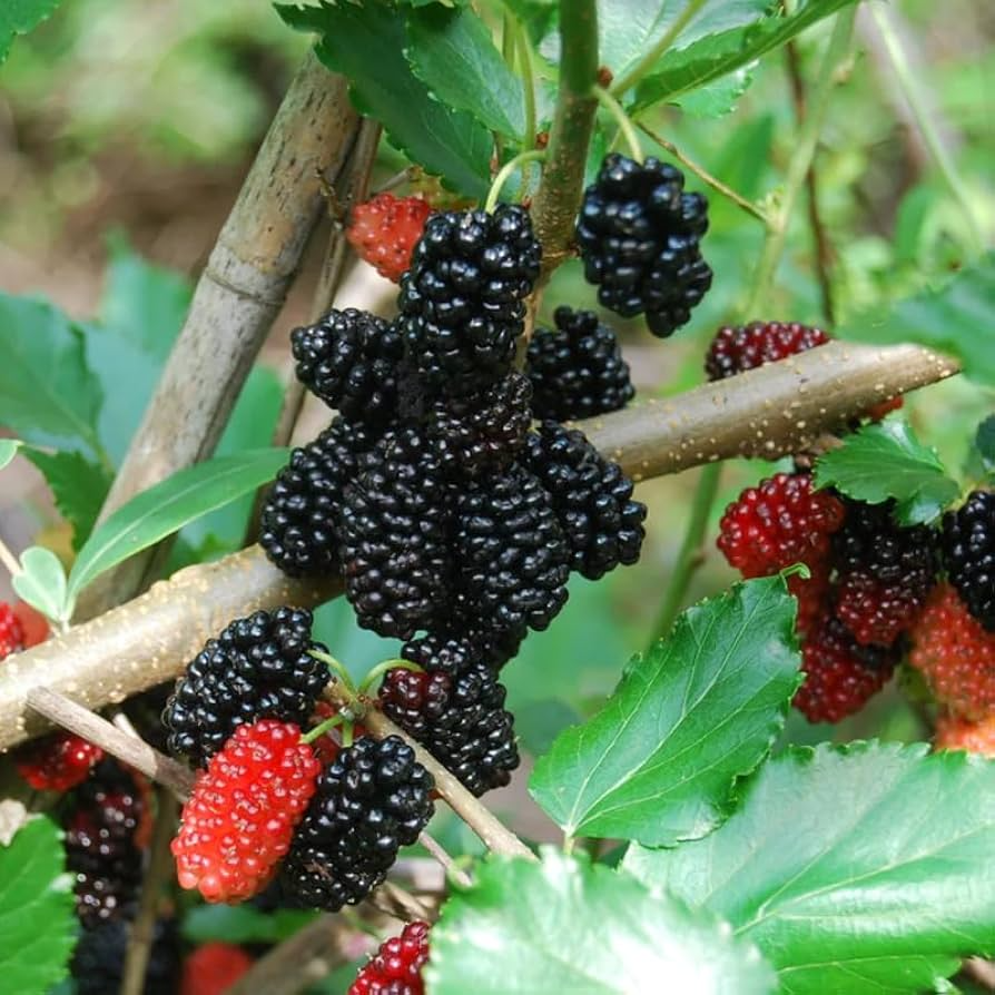 Set of 5 Dwarf Everbearing Mulberry Trees Morus nigra | Edible Fruit Tree for Containers & Gardens
