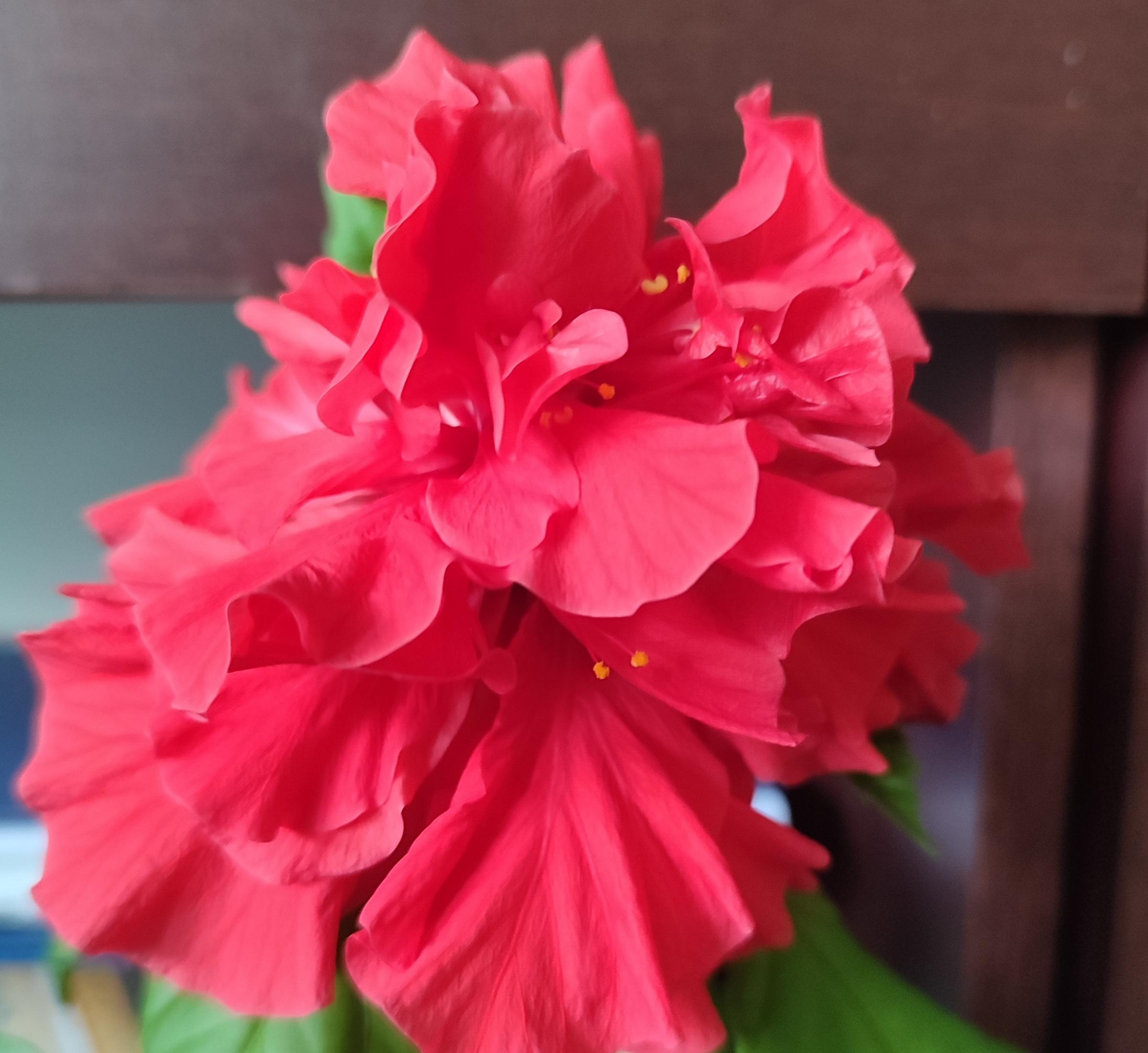 Red Chinese Rose Hibiscus rosa-sinensis Unrooted Cuttings - Tropical Flowering Shrub for Propagation