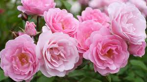 Rose 'Frosty Pink' Floribunda Cuttings – Soft Pink Blooms, Light Fragrance, US Grown, Rooting Powder Included