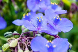 Tradescantia virginiana Cuttings - 10 Blue Spiderwort Stems, Rooted & Unrooted, Perennial Shade Plant, Moisture Loving, Zone 4