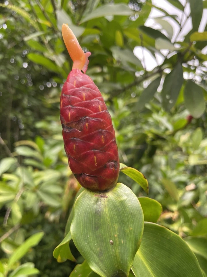 Costus Woodsonii Cuttings - 12 Pcs, Hawaiian-Grown Red Cone Ginger, Organic Shampoo Plant, Fast Rooting Tropical Plant, 8-10" Stems