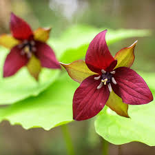 Bare Root Red Trillium Plants - Trillium erectum, Native Shade Wildflower, Perennial for Woodland Gardens