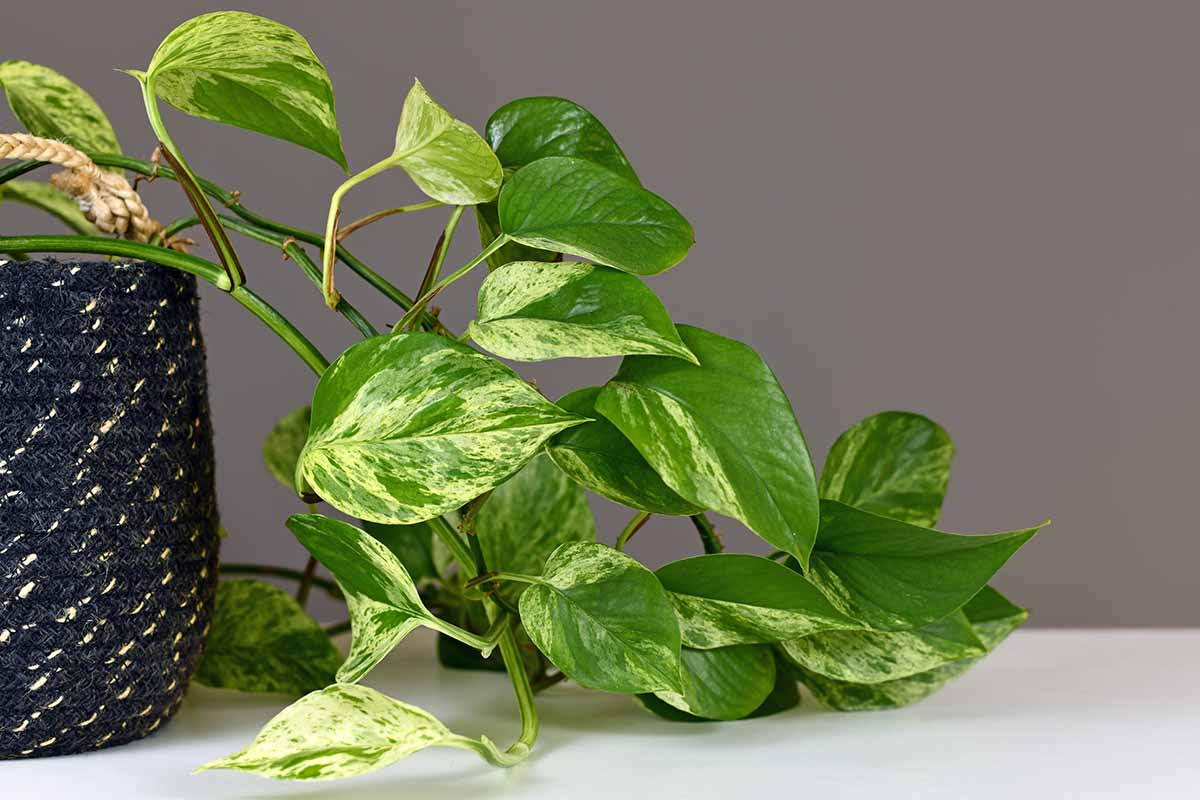 Golden Pothos Rooted Cuttings - 6 Live Houseplants, Indoor/Outdoor, Water or Soil, Epipremnum aureum, Low Light Tolerant