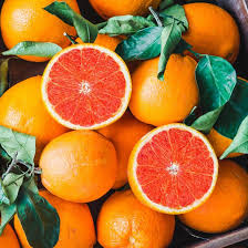 California Navel Orange Cuttings - Citrus sinensis Grafting Stock for Seedless Orange Trees, USDA Zones 9-11