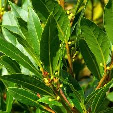 Sweet Laurel Bay Tree Cuttings - 5 Pack - Laurus nobilis Culinary Bay Leaves for Zones 8-11