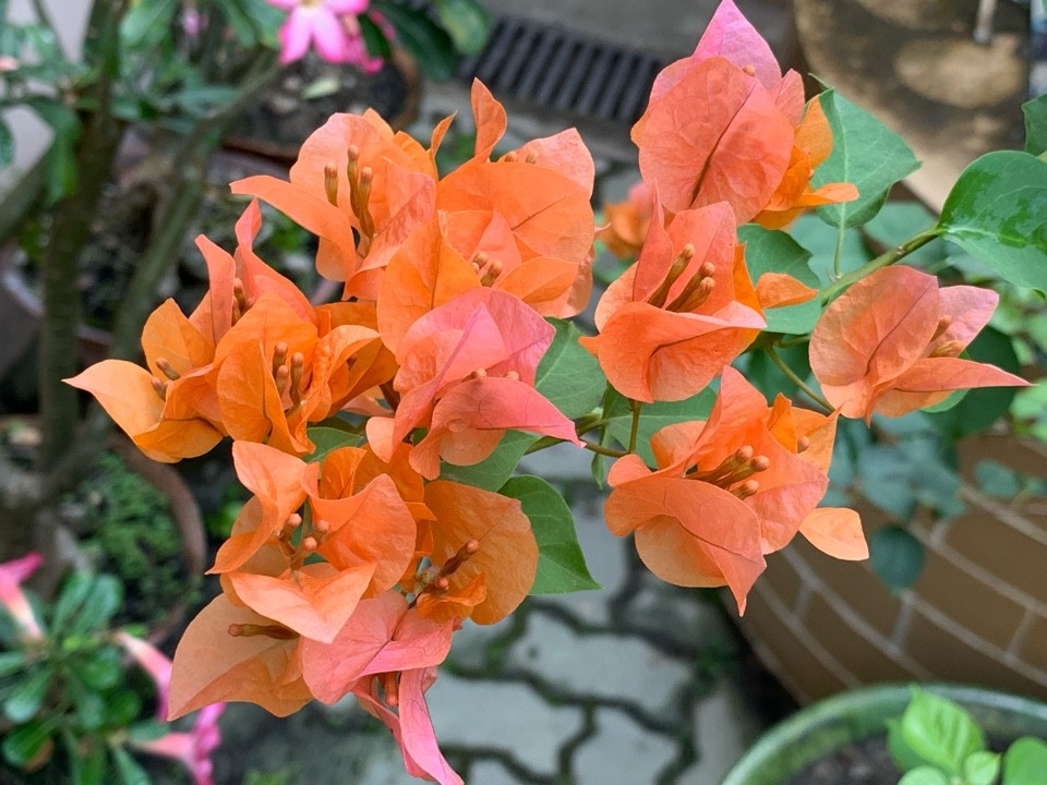 Organic Unrooted Bougainvillea Cuttings 12 Pink Orange After Glow Propagation Vibrant Garden Plant