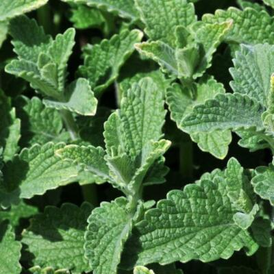 500 Catnip Seeds - Perennial Herb Nepeta cataria Non-GMO Organic for Cats Indoor Outdoor Growing