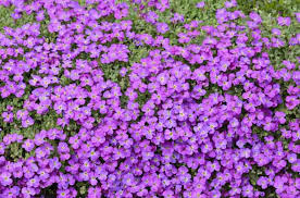 1000 Seeds Ground Cover Rock Cress Purple Aubrieta deltoidea Fragrant Flowers Pollinator Friendly Garden Border Plant