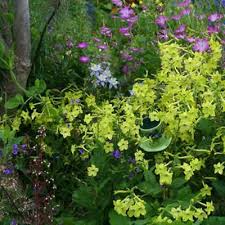 Tobacco Flower Seeds 500 Pack – Lime Green Nicotiana alata, Non-GMO, Part-Shade, Easy to Grow, Garden & Landscape