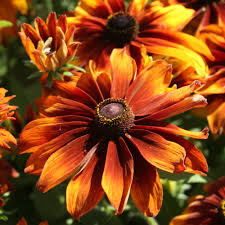 Moreno Rudbeckia Seeds 200+ Mahogany Red & Gold Blooms for Garden, Borders, Pollinators, Rudbeckia hirta