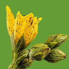 Hypericum punctatum Seeds – Dotted St. John’s Wort, Pollinator-Friendly Wildflower, Native Perennial, Bright Yellow Flowers, 50 mg