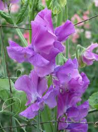 Eclipse Sweet Pea Seeds – 50+ Deep Purple to Black Blooms for Trellises, Arches, Cut Flowers – Lathyrus odoratus