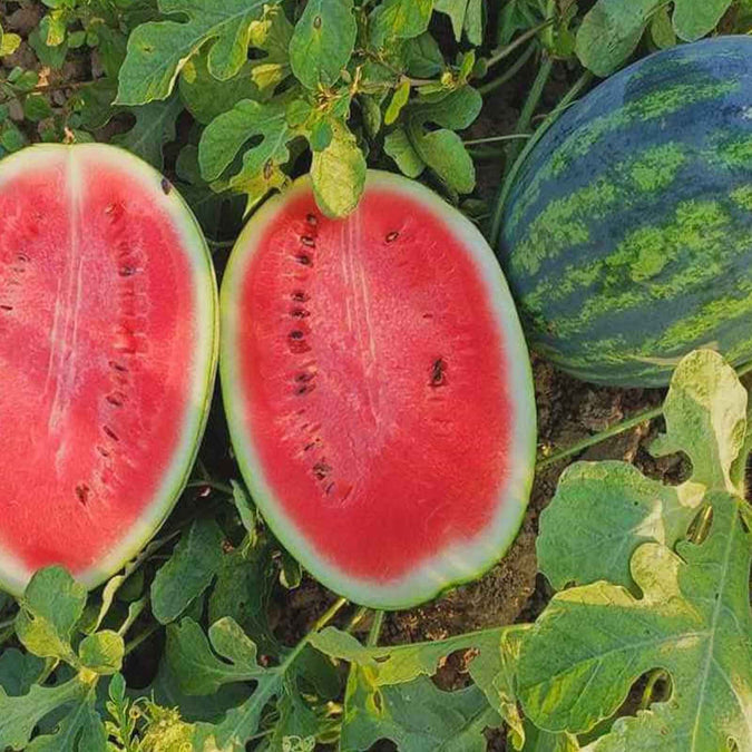 Sweet Watermelon Seeds - Heirloom Citrullus lanatus, Juicy Large Fruit for Summer Gardens, 25 Seeds