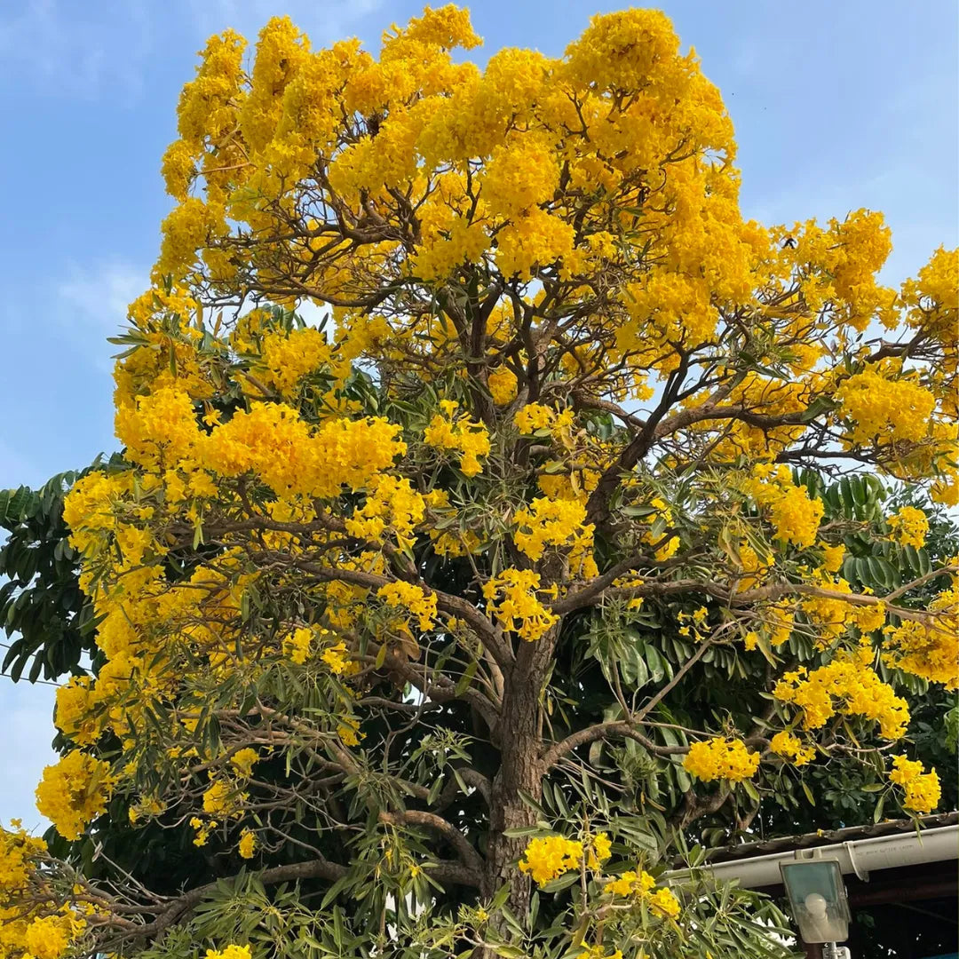 Tabebuia Argentea Seeds – Golden Trumpet Tree – Yellow Flowering Tropical Ornamental Tree for Landscaping