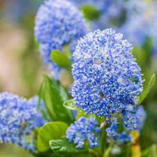 Ceanothus California Lilac Cuttings – 3 Unrooted 6-Inch Plants, Fragrant Blue Flowers, Drought-Tolerant, USDA Zones 7-10