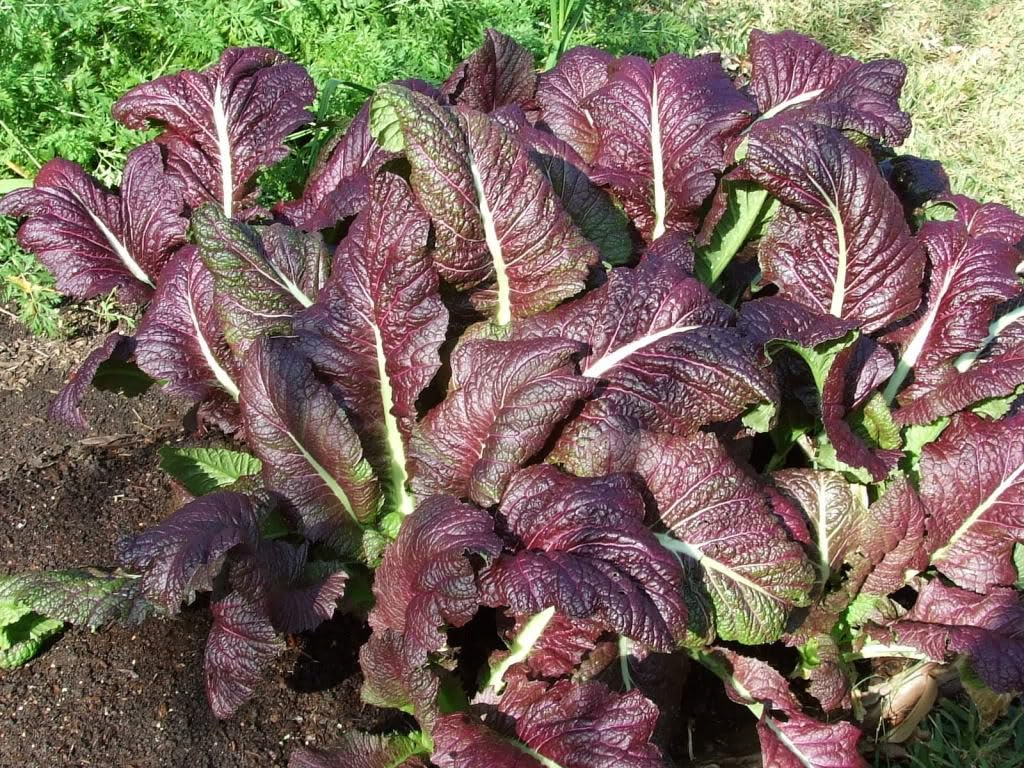 Red Giant Mustard Seeds β Heirloom, Non-GMO, Brassica juncea, Spicy Greens, Microgreens & Full-Grown, Easy to Grow, USA Seller