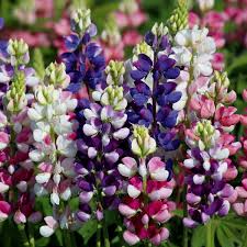 Lupinus Avalune Mix Wildflower Seeds β Bicolor Lupine for Pollinator Gardens & Borders β 25+ Seeds