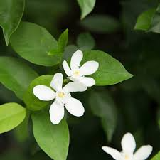 Wrightia Antidysenterica Bare Root Starter Plant – Asian Snow Jasmine, Fragrant White Flowers, Tropical Shrub, 2-5 Inches Tall