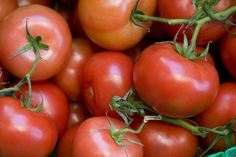 Tomato Seeds Rutgers Heirloom Solanum lycopersicum for Home Gardening, Canning & Fresh Eating