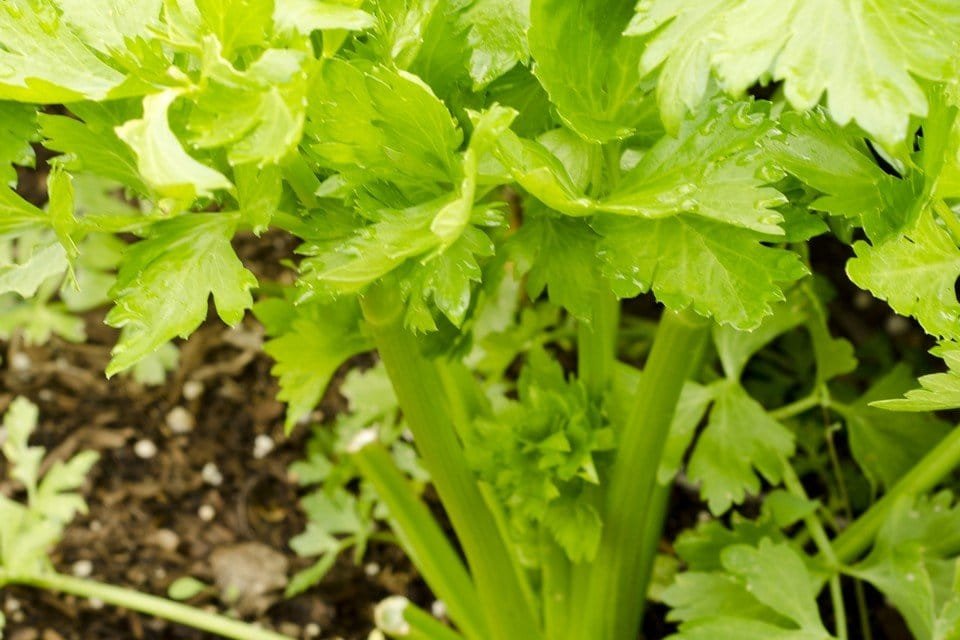Golden Pascal Celery Seeds - Heirloom Apium graveolens for Crisp, Sweet Stalks, High Yield, Full Sun, 500 Seeds