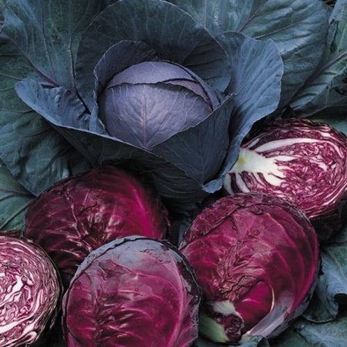 Cabbage Seeds Red Acre Heirloom Variety, Compact, Cold Hardy, High Yield, Garden & Container Planting, Brassica oleracea