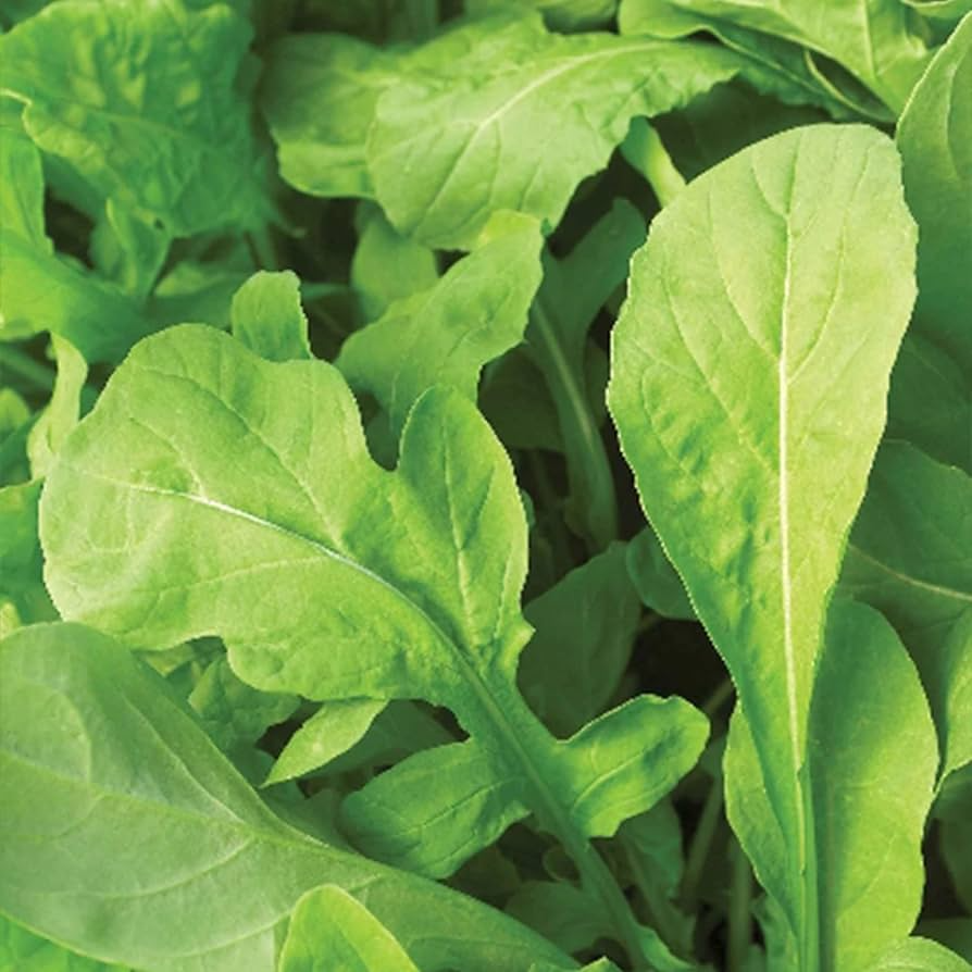 Astro Arugula Seeds - Heirloom, Non-GMO, Fast Growing, Nutty & Mildly Spicy Green, Cool Season, USDA Zones 3-9