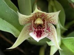 Miniature Promenaea riograndensis orchid seedling in 2-inch pot, tropical blooming orchid, compact indoor orchid plant, rare miniature orchid for collectors