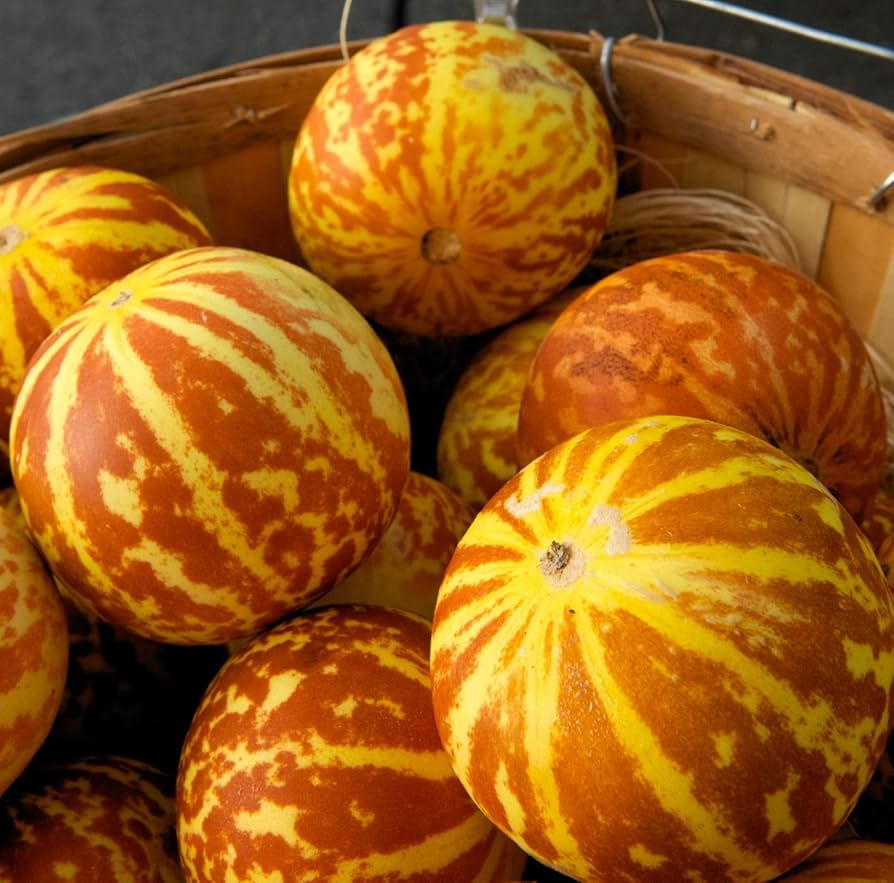 Tigger Melon Seeds - Heirloom, Non-GMO, Striped Yellow & Red Zigzag, Aromatic, Vining Cucumis Melo, 90 Days to Maturity