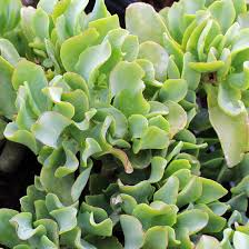Crassula Arborescens Undulatifolia Ripple Jade | 3" Bare Root Succulent Plant with Wavy Blue-Green Leaves