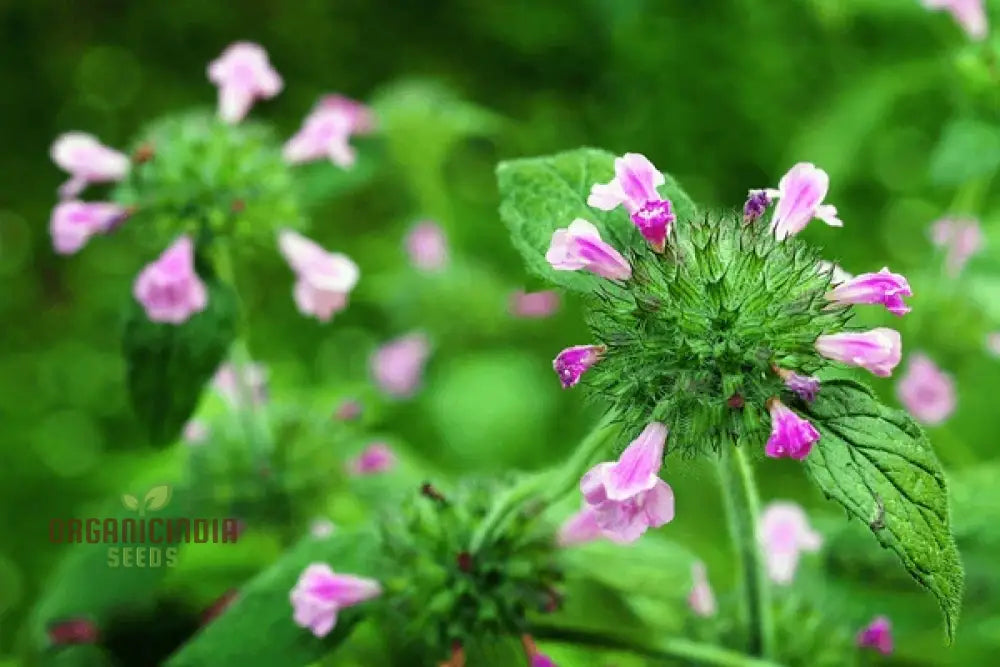 Florida Calamint Seeds - 25 Pack, Fragrant Perennial Herb for Pollinators, Drought-Tolerant Gardens, Herbal Tea, Clinopodium dentatum