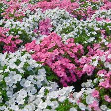 Bulk Rose Mallow Seeds - Mixed Colors, Lavatera trimestris, Vibrant Annual Flowers for Gardens, Borders, and Containers