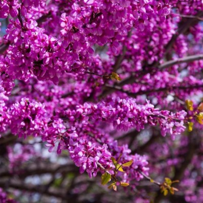 Judas Tree Seeds 20 Cercis siliquastrum Mediterranean Redbud Pink Purple Blossom Fast-Growing Hardy