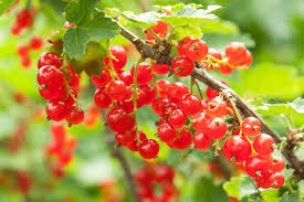 Red Lake Currant Hardwood Cuttings - 8 Fresh 6-10" Edible Berry Bushes Ribes Rubrum for Garden Planting