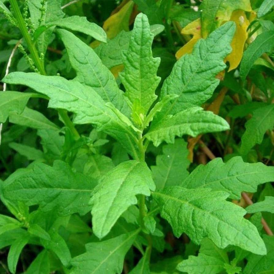 300 Epazote Seeds - Non-GMO Mexican Culinary & Medicinal Herb - Chenopodium ambrosioides Seed Pack