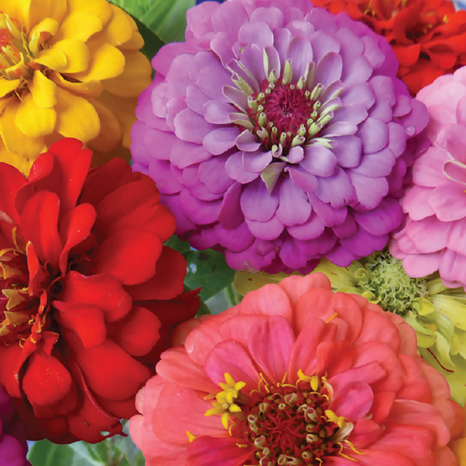 200 Seeds Zinnia elegans ORIOLE Double Orange Non-GMO Garden Flowers Attracts Hummingbirds & Butterflies