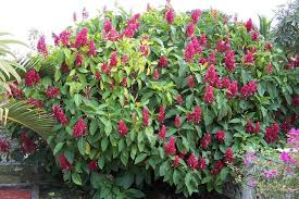 Brazilian Red Cloak Unrooted Cuttings 5-8" Tropical Shrub for Gardens, Privacy Hedge, Megaskepasma erythrochlamys