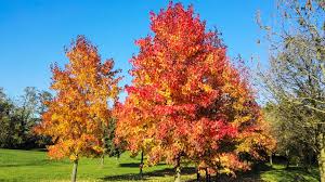 15 American Sweet Gum Tree Seeds Liquidambar styraciflua Fall Colorful Hardwood for Landscaping & Shade