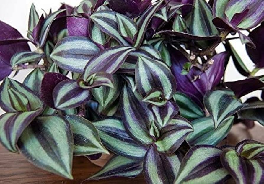 Tradescantia Zebrina Cuttings - Unrooted Propagation Plant with Purple & Green Foliage, Indoor Trailing Plant, Scientific Name Tradescantia zebrina