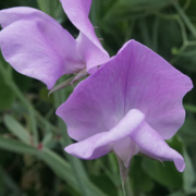 Sweet Pea Seeds 50+ Bi-Color Pink & Lavender Fragrant Climbing Vines Lathyrus odoratus