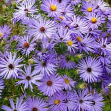 Aster AROMATIC Blue Purple Seeds – Perennial Fall Blooms, Fragrant, Non-GMO, Heirloom Garden Flowers, Pollinator Attracting