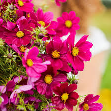 Cosmos Dazzler Seeds – 1g for Planting, Deep Magenta Blooms, Annual Flower, Pollinator Friendly, Easy-Grow Cut Flower