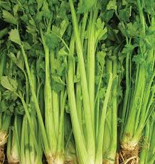 Celery Seeds Tall Utah 52/70 Heirloom Variety for Gardening, Crisp Tender Stalks, Cold Hardy, High Yield, Container Growing
