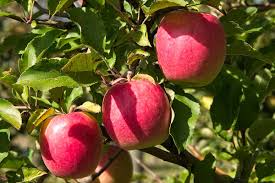 Pink Lady Apple Scion Wood – Organic Non-GMO Grafting Cuttings for Fruit Tree Propagation