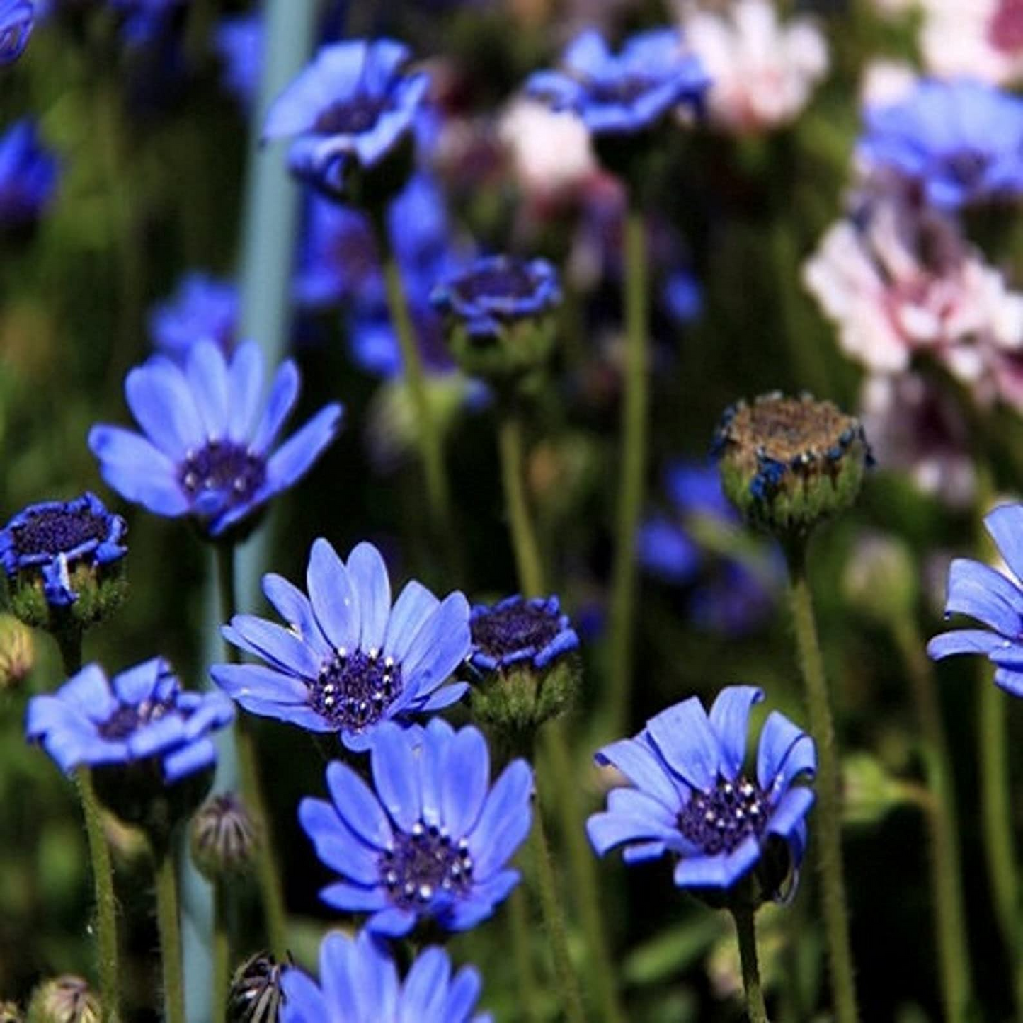 50 Seeds Daisy The Blues Felicia Heterophylla Blue Flowers Heirloom Non-GMO Pollinator-Friendly Perennial Garden Wildflower
